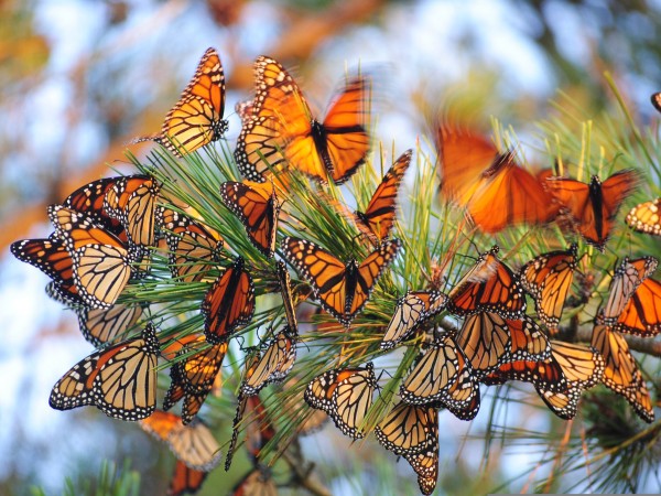 Image of monarch butterflies roosting in a pine tree.