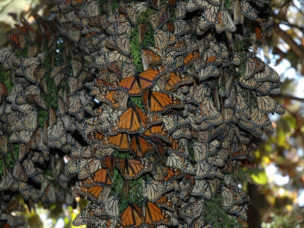 Image of monarch butterflies roosting in Mexico