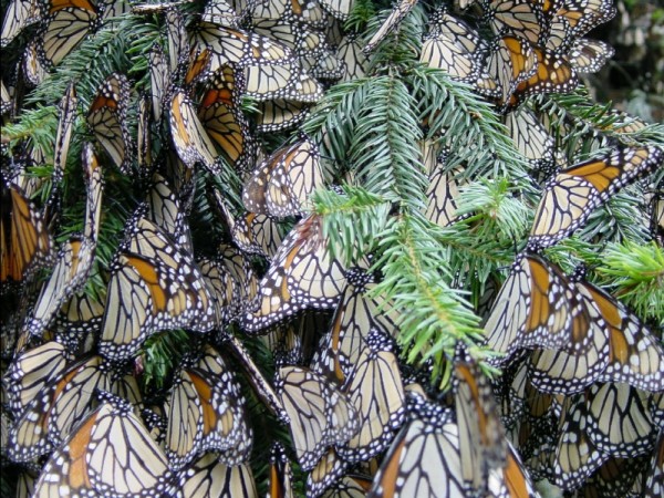 Image of monarch butterflies roosting in an oyamel tree in Mexico