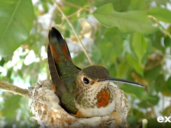 Allen's hummingbird sitting on a nest