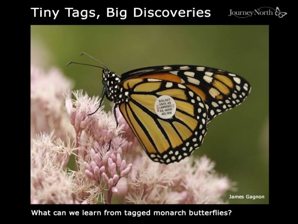 Infographic: Tiny Tag, Big Discoveries