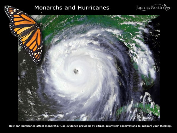 Monarchs and Hurricanes