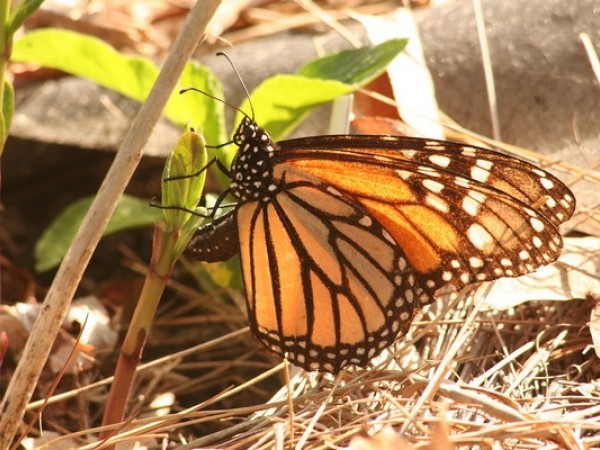 Image of Monarch Butterfly Laying Eggs on Milkweed