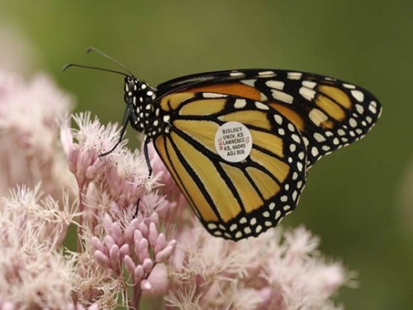 Image of a tagged monarch butterfly