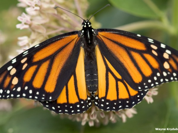 Facts About Monarch Butterflies