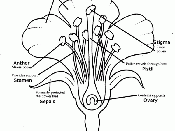 Diagram of Flower Anatomy