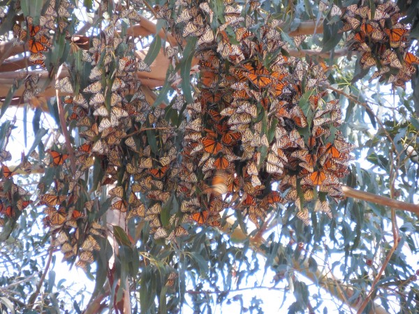 Monarch Butterfly Grove, Pismo Beach, CA