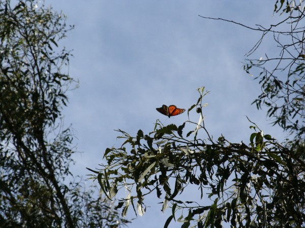 Just a Few Monarchs Left, Goleta, CA. Photo by: Charis van der Heide 