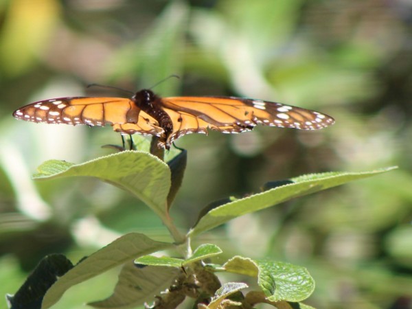 Male Monarch with worn wings, Pacific Grove Sanctuary, Photo by Connie Masotti