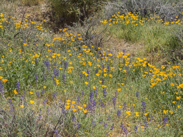 03/11/2019 Wildflowers Bloom(2) in Scottsdale, AZ