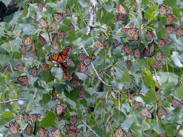 Approximately 200 monarchs roosting