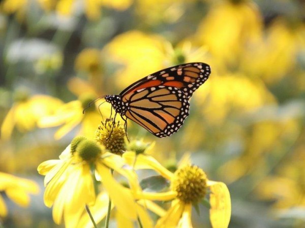 Monarchs Observed Throughout the Day
