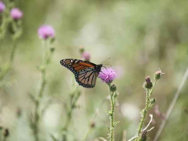Over 100 monarchs observed