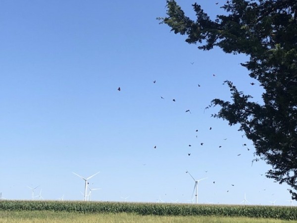swarm of monarchs