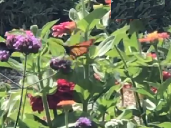 monarch brief visit to a pollinator garden
