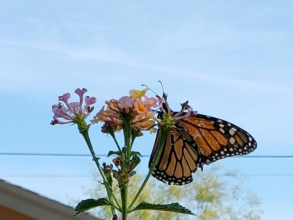 tattered monarch
