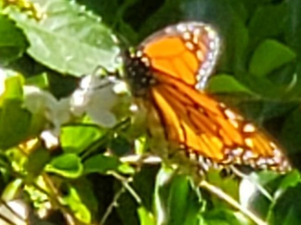 Monarch in Laguna Niguel, CA.