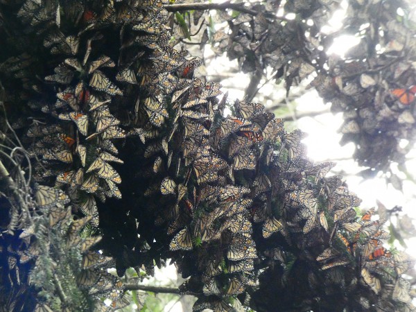 Monarchs at El Llano, Cerro Pellon Sanctuary.
