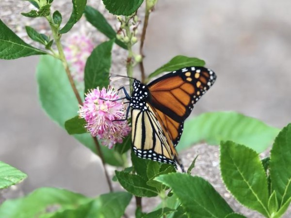 monarch feeding on our ruby spice sweet pepper bushes Photo by: Sloan (Temple Hills, MD; 08/02/2020) 