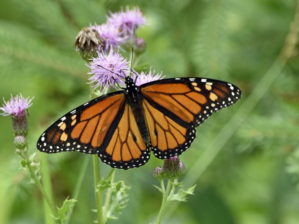 Monarch nectaring in Wisconsin.