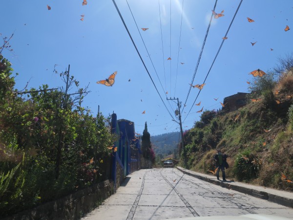 Monarchs leaving Sierra Chincua