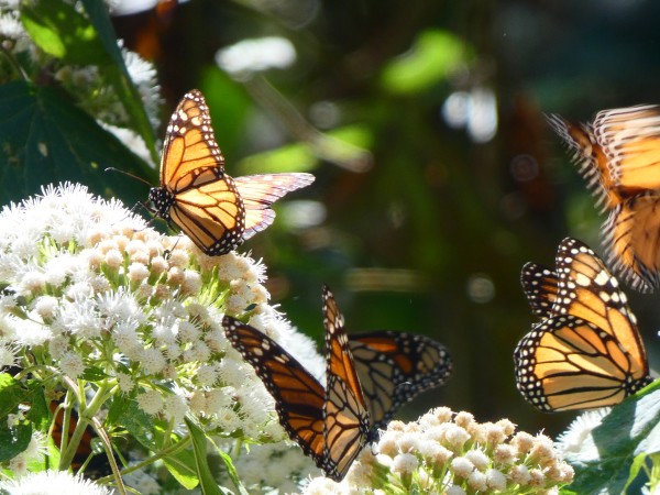 Monarchs nectaring on flowers.