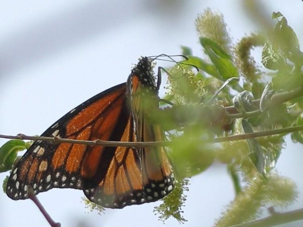 Monarch in New Mexico