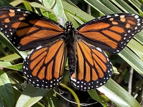 Monarch in Huntington Beach