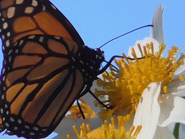 monarch butterfly nectaring on eucalyptus flower