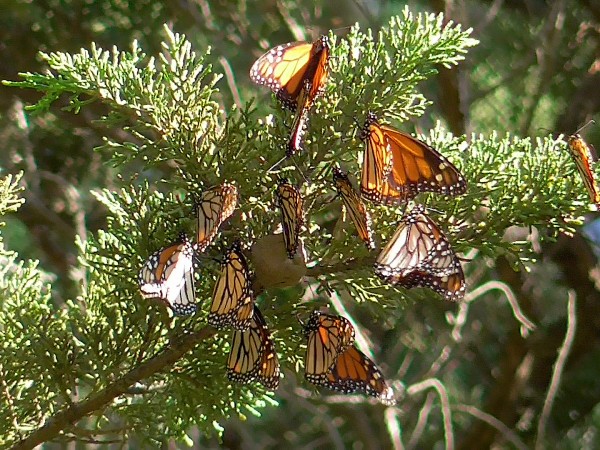 Monarchs cluster on branch at Lighthouse Field, Santa Cruz, CA