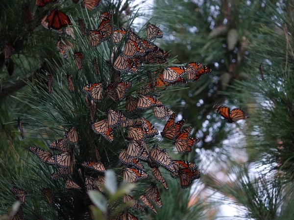 Monarchs at Cape May Observatory