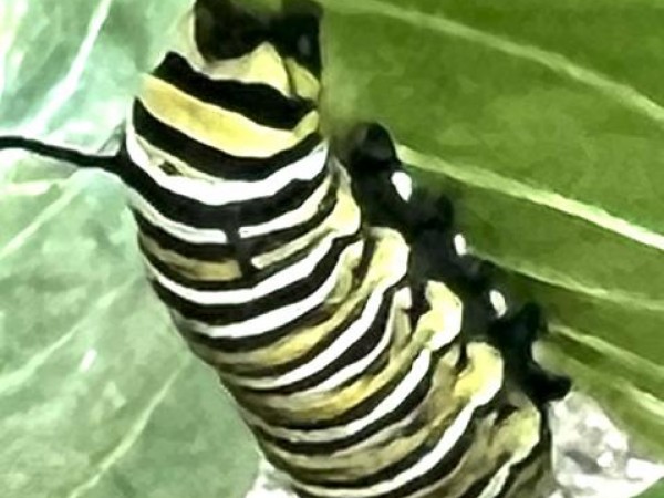 Larva in California