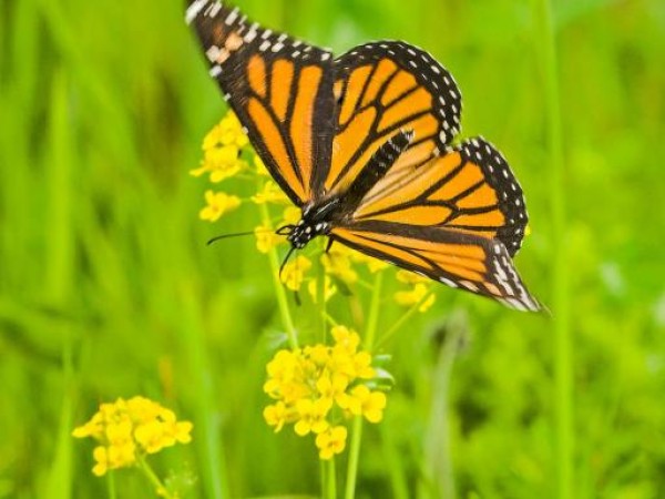 Monarch butterlfy in Ontario