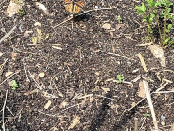 Monarch laying eggs on milkweed sprouts