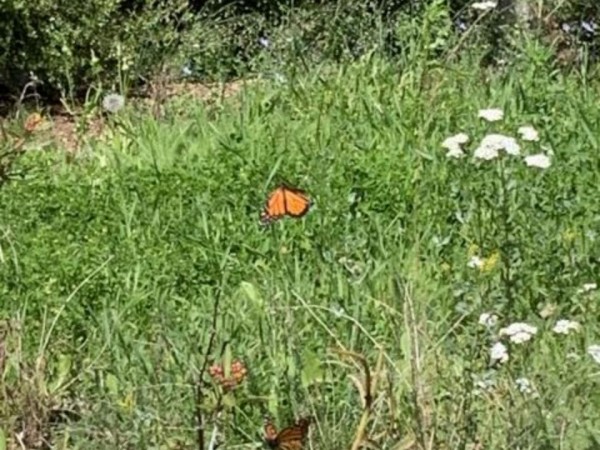 Monarch butterfly in California