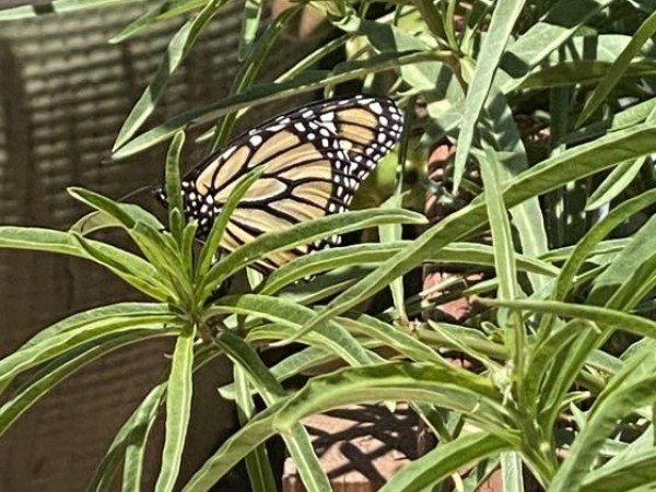 Monarch on narrow leaf milkweed in California