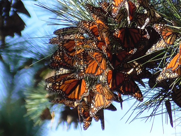 monarchs roosting in a pine tree at Pacific Grove Sanctuary in CA. Photo taken by Robert Pacelli