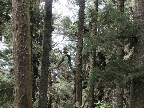  las monarcas se agrupan en la primera fila de árboles en el Santuario Sierra Chincua