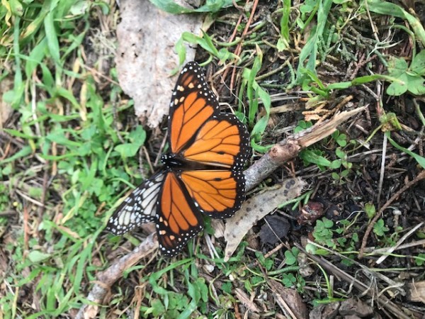 monarch attempted to mate