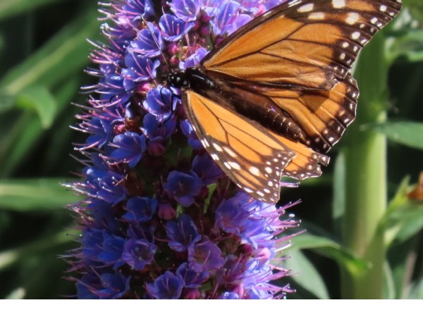 monarch nectaring 