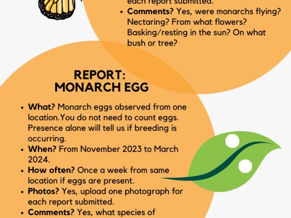 how to monitor monarch during the winter months in southeastern US