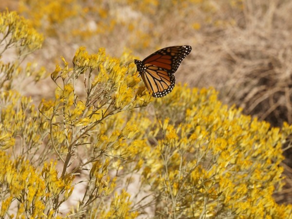 Monarch nectaring