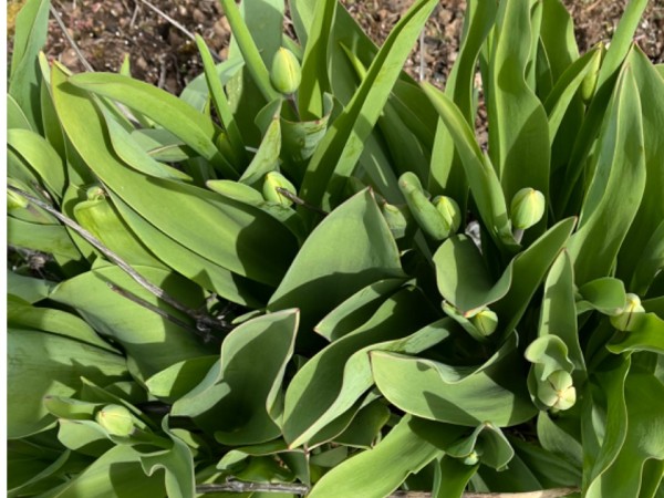 A group of emerged tulips still waiting to bloom