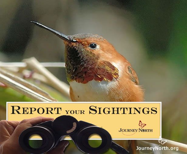 How will this spring's temperatures affect the timing and patterns of hummingbird migration? Report your observations.Track the migration.