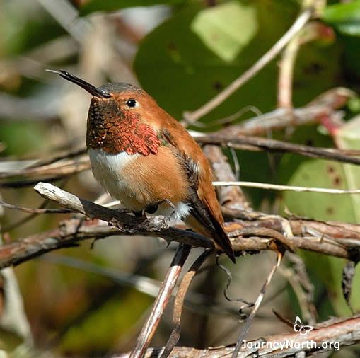 The Rufous Hummingbird makes one of the longest migratory journeys of any hummingbird in the world. During spring migration, it travels almost 4,000 miles from Mexico to Alaska. This is a marathon journey for a bird that weighs less than two U.S. pennies. 