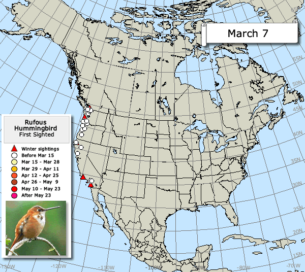 By early April, an interesting pattern emerges on the map. As temperatures warm inland, the migration expands eastward — away from the coast — toward the Rocky Mountains. Throughout migration, the Rufous Hummingbird migrates into areas where warm temperatures have produced the spring flowers and other foods it needs. 