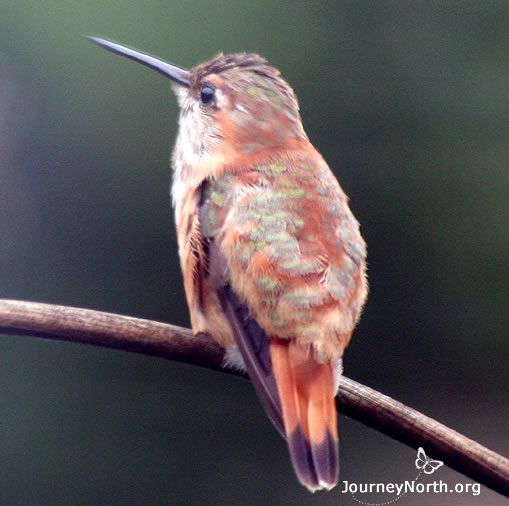 Rufous Hummingbirds are well adapted to cold temperatures. This allows them to migrate into areas where night time temperatures in early spring may drop below freezing. They can survive sudden cold and snows typical in springtime. Rufous Hummingbirds routinely go into torpor at night, probably because it may freeze at night even in July in their nesting grounds in Canada and Alaska.