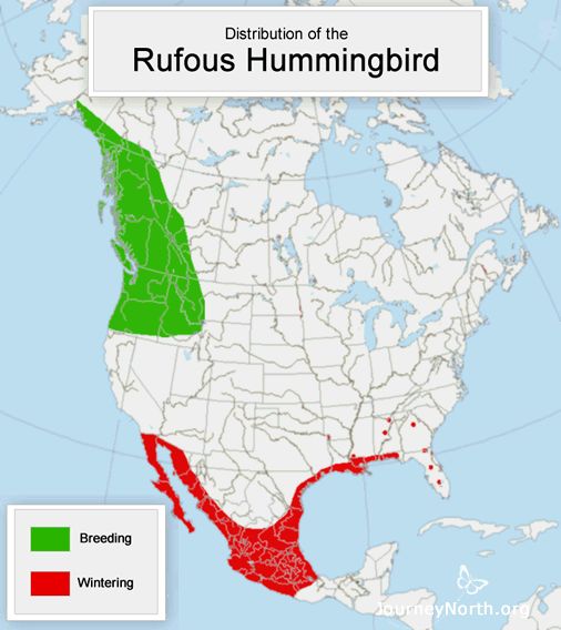 The Rufous begins migration from the wintering grounds as early as January. Traveling along the Pacific Coast, they reach the northernmost point of the breeding range in Alaska by mid-May.