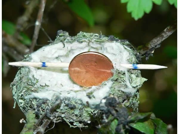 It takes a female hummingbird about 5-6 days to build a nest that will be just right for incubating tiny eggs and cradling growing hatchlings. Use the penny and toothpick to estimate the size of this hummingbird nest.
