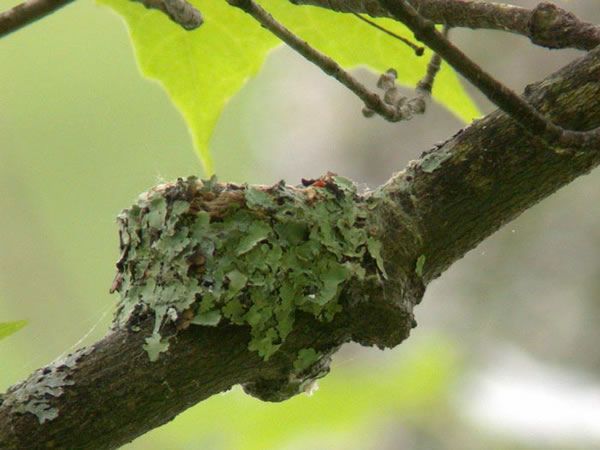 A lichen is an organism containing both a fungus and an algae. Why would hummingbirds place lichens on the outside of a nest? Lichens are tiny, strong for their weight, easy for a tiny hummer to work with, and waterproof. Because their color provides camouflage in trees, lichens are usually placed on the outside of nests.